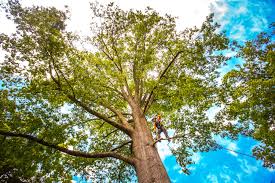 Trusted Romeoville, IL Tree Services Experts