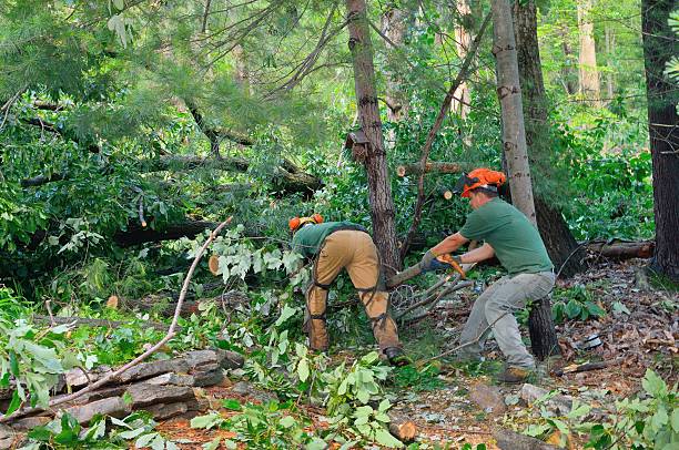 Best Emergency Tree Removal  in Romeovle, IL