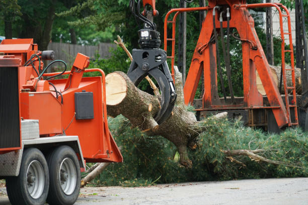 Best Lawn Watering Services  in Romeovle, IL