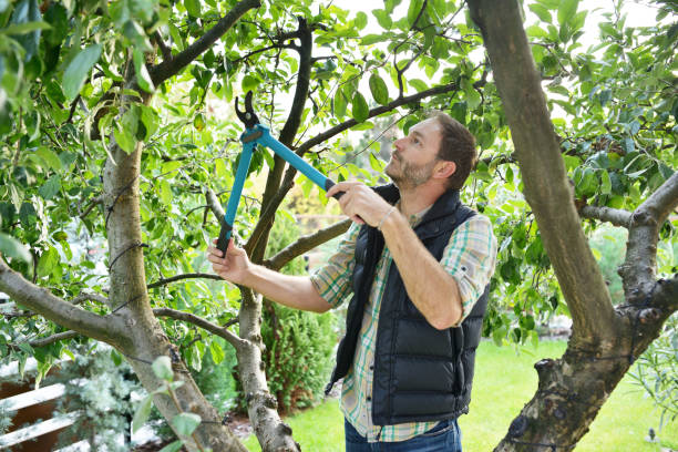 Best Tree Disease Treatment  in Romeovle, IL